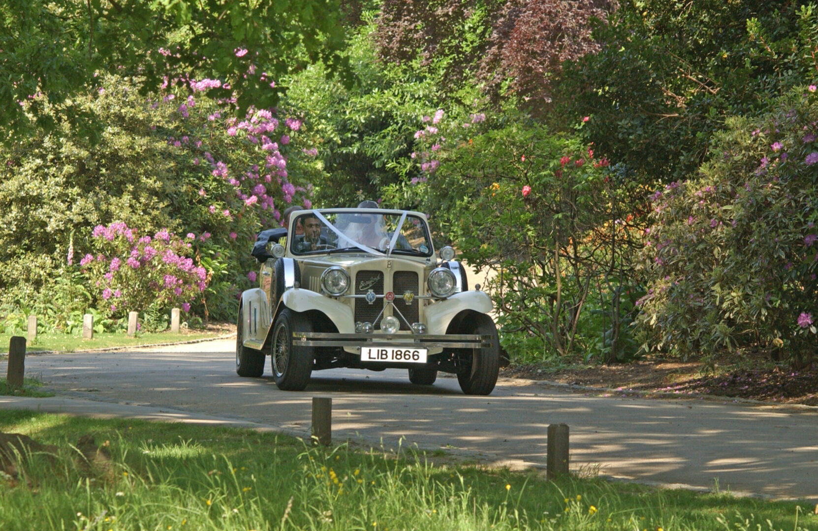 A cream vintage car adorned with white ribbon being driven down a narrow road.