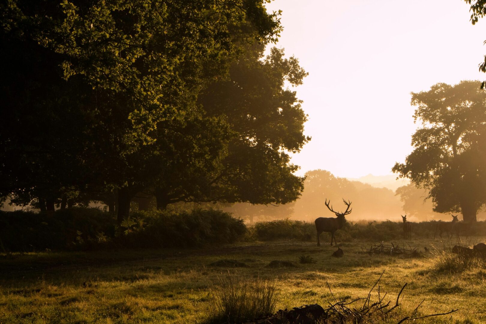 Deer walking through Richmond Park at sunset.