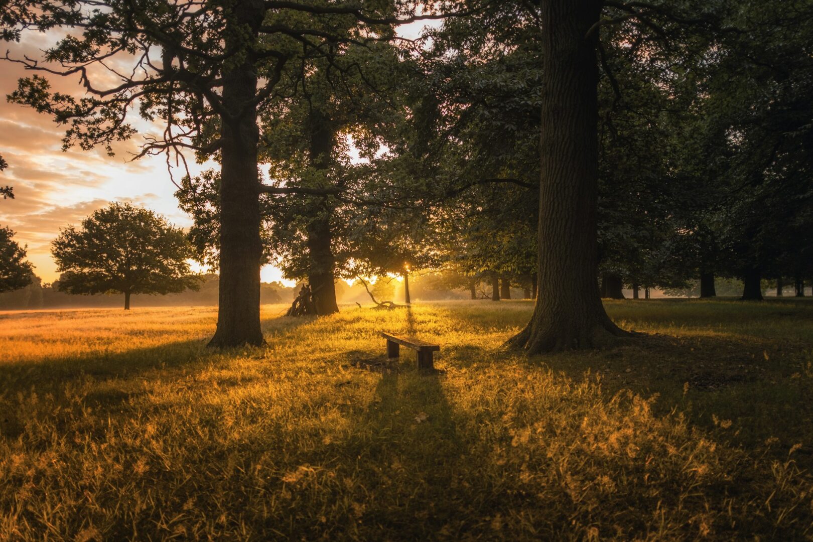 A bench between large trees in a country park in late afternoon sunshine.